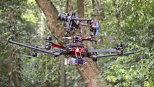 A camera drone moves carefully between the trees to give a birds-eye view of the jungle.