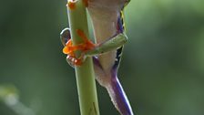 Red-eyed tree frog takes a rest.