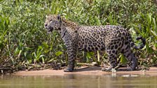 A jaguar patrols the banks of the jungle looking for prey.