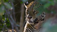 A jaguar resting in the shade of the riverbank - but always alert for prey that might come past.