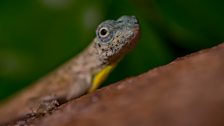 Draco lizards known as flying dragons live on the trees of the jungles of Asia.