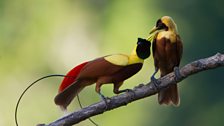 Male red bird of paradise tries to impress a choosy female!