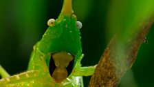 Cone head cricket