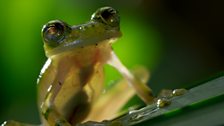 Male glass frog