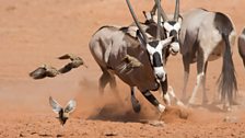 Sand grouse quickly take to the wing to get out of the way of these fighting oryx.