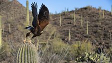 Harris hawks can be found throughout much of the Americas