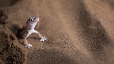 Palmato geckos have webbed-feet so that they can more easily move across the surface of the sand.