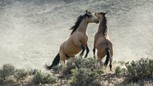 When two evenly matched mustang stallions come together the results can be short but explosively violent fights.