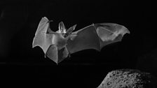 Otonycteris, the desert long-eared bat.