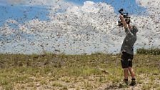 Rob Drewett filming in the middle of a swarm of a billion flying locusts.