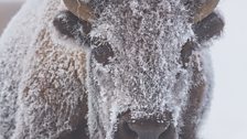 A young bison is covered in frost when temperatures drop to -40C.