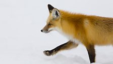 A red fox uses stealth to hunt for voles beneath thick snow.