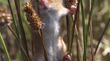 A female harvest mouse climbs through grass blades.