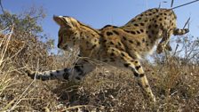 A serval cat leaps three metres through the air to attack her rodent prey from above.