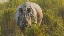 A one-horned Asian rhino emerges from the tall gras.