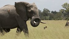 An African bull elephant swishes his trunk at the carmine bee-eaters following him through the grassland.