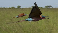 A pair of carmine bee-eaters search for prey amongst the long grass.