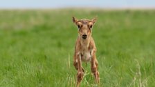 A rarely seen baby saiga antelope, only a few hours old, takes his first steps.