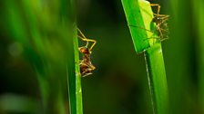 Grass-cutter ants harvest more grass than all other local herbivores combined.