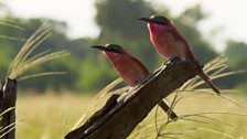 A pair of carmine bee-eaters in search insect prey.