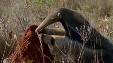 A giant ant-eater uses powerful claws longer than a velociraptor's to tear open a termite mound.