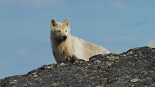 A snow-white Arctic wolf hunts for caribou.