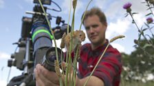 Cameraman Jonathan Jones focuses his lens on a harvest mouse climbing grass stems.