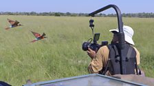 Cameraman Brad Bestelink films carmine bee-eaters while strapped into a safety harness on the front of a 4-wheel drive.