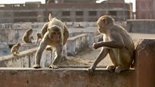 Rhesus macaques make a living raiding the fruit and veg markets in the city.