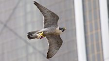 A peregrine falcon flies through the city streets to deliver a freshly caught meal for its young chicks.