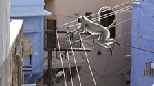 Hanuman langurs have swapped treetops for rooftops and they show incredible parkour skills moving around the city.