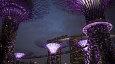 These 50m tall metal structures are alive. They are planted with epiphytes that will grow over the outermost branches.