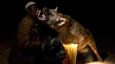 Yusef has taken the relationship with wild hyenas a step further - calling them into his house and feeding them by hand.