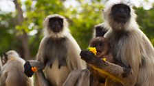 Treated as religious deities Hanuman langurs are given all the food they can eat, and this has led to a baby boom.