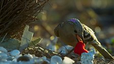 This male great bowerbird is attempting to impress a potential mate by showing off his most prized object!