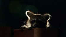 This is the start of an important night for this female raccoon.