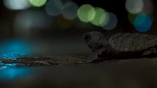 Turtle hatchlings, disorientated by the city lights, make their way into beachside towns to look for the sea.