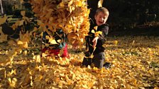 Autumn leaves in Chicago