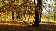 Hampstead Heath in autumn