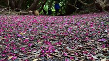 Pink Carpets!