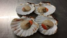 Freshly shucked scallops