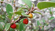 The Great Orme Berry, in full bloom