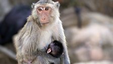 Long-tailed macaque (AKA sea monkey)