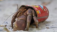 Hermit crab