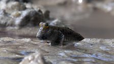 Mudskipper