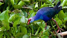 Purple swamphen