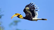 Great hornbill