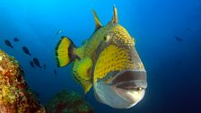 Titan triggerfish