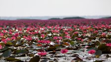 Lotus flowers