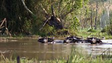 Domestic Asian water buffalo